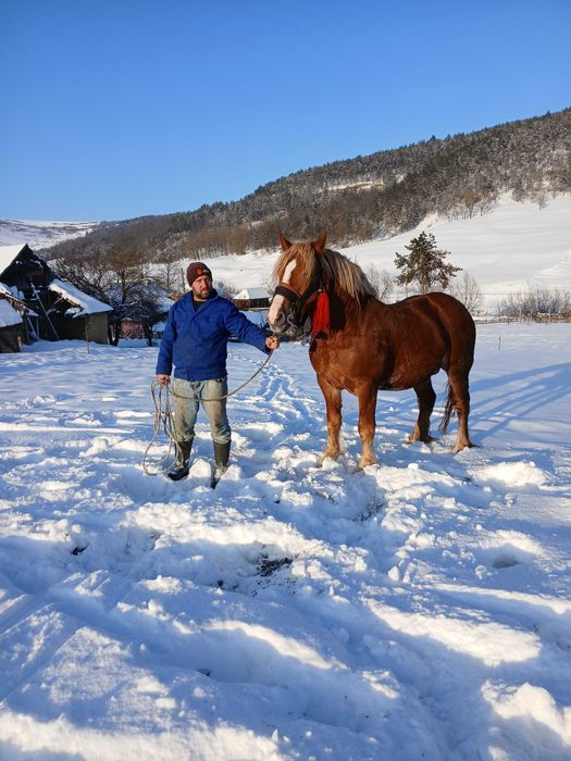 Vand armasar de 4/5 ani