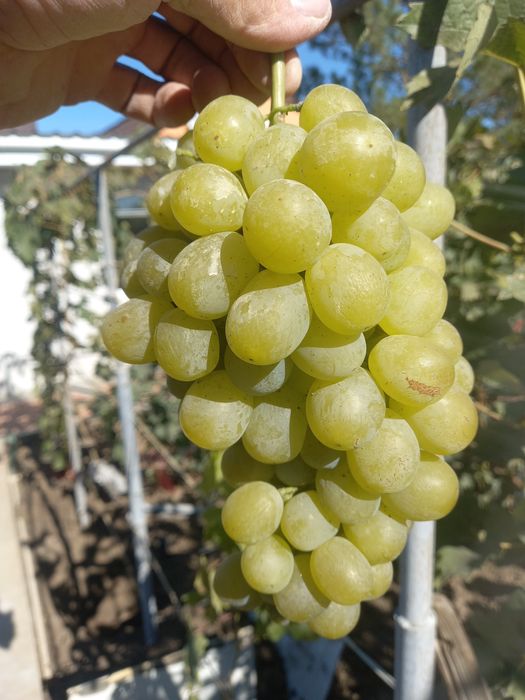 Саженцы Винограда