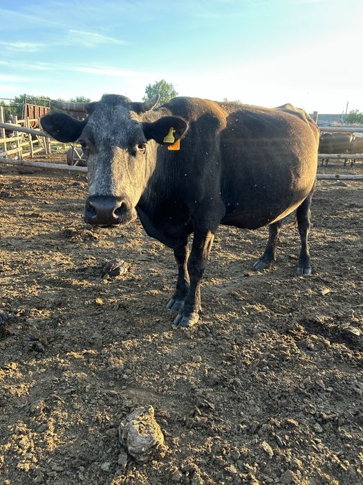 Продам коров дойных