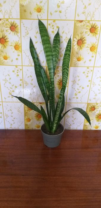 Монстера и сингониум