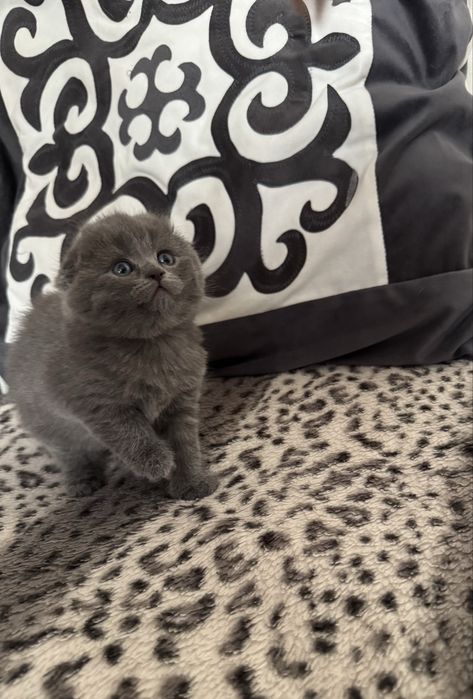 Чистокровные Шотландские котята