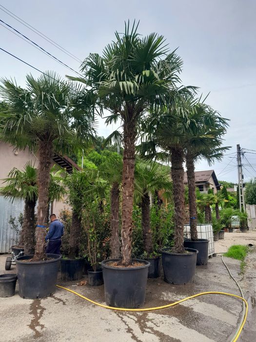 Palmieri trachycarpus fortunei