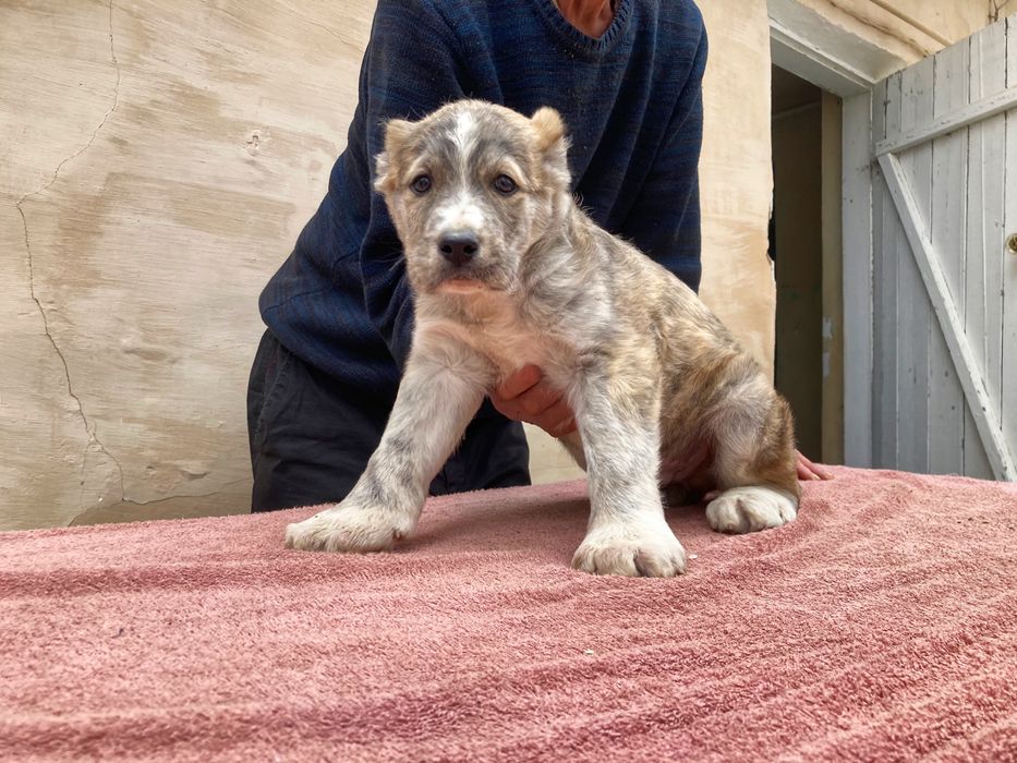 Щенок алабая ( чистокровный )