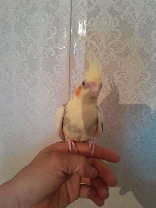 Продам попугай корелл ручной