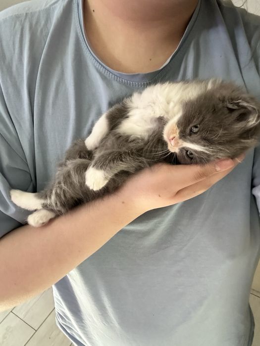 Отдам котенка бесплатно