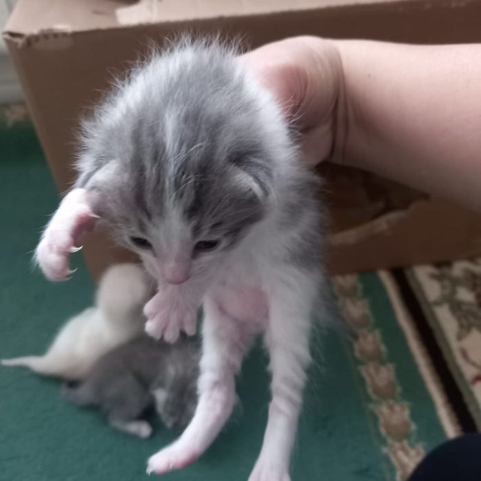 Отдам в хорошие руки