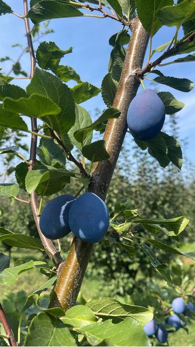 Prune de consum