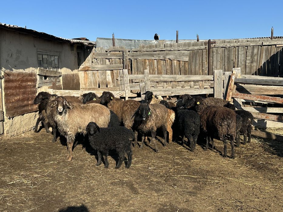 Қозылы қой сатылады