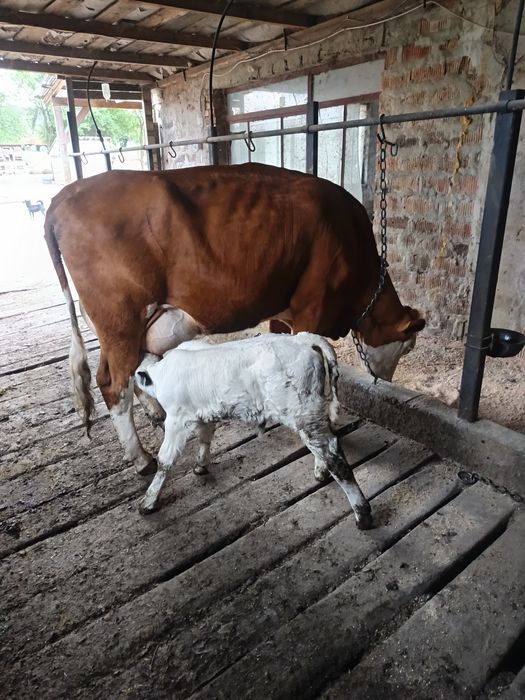 Vând vaca cu. Pedigri Vitel