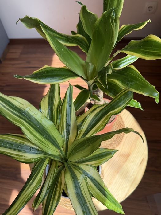 Драцены в ассортименте 50 см