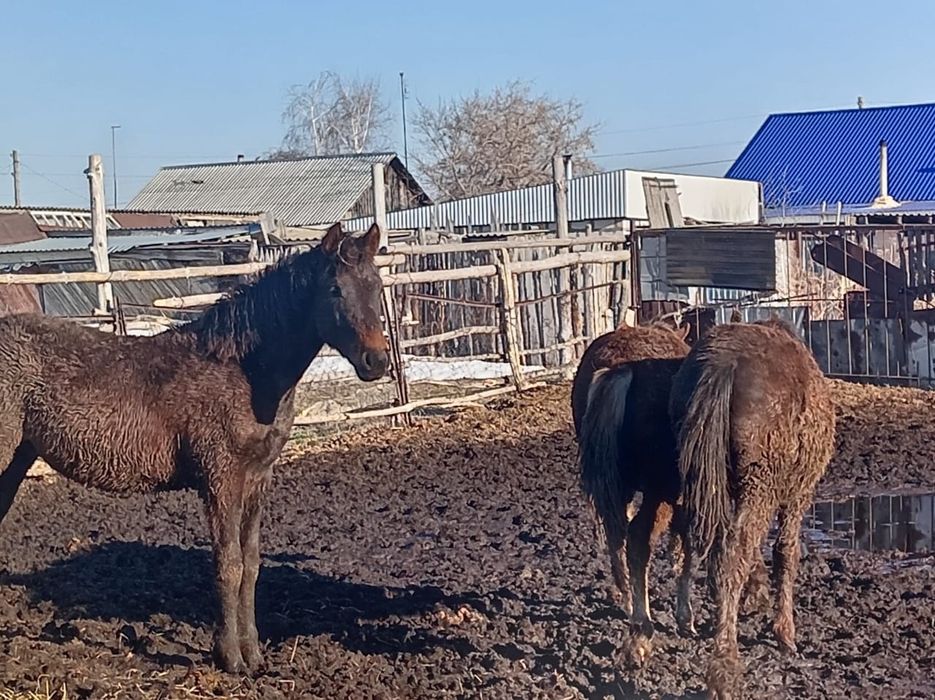 Продам лошадей рядом с городом.