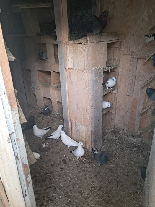 Голуби породистые