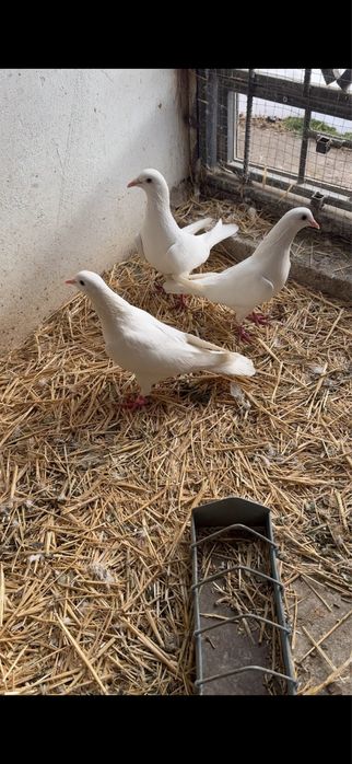 Голуби. Иранские белые