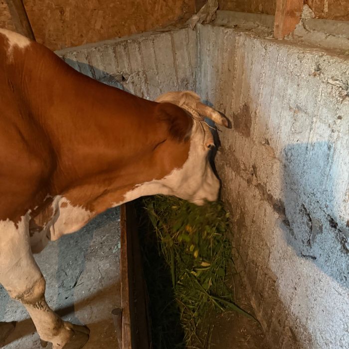Vând vaca bună de lapte