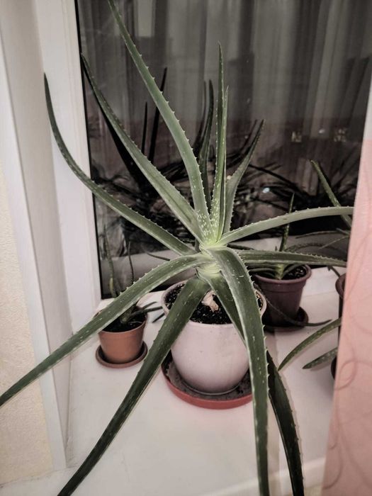 Комнатные цветыюююю