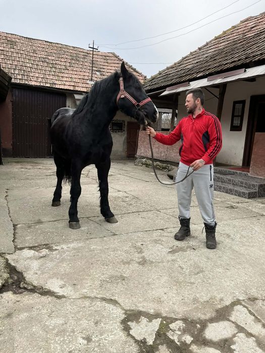 De vanzare 2manz sau schimb cu iapa sau armasar