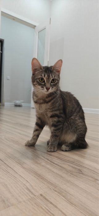 Отдам котят в добрые руки