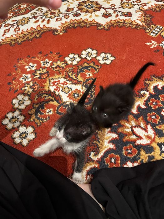Воспитанные милые котята,приучены к дотку и ласковые)