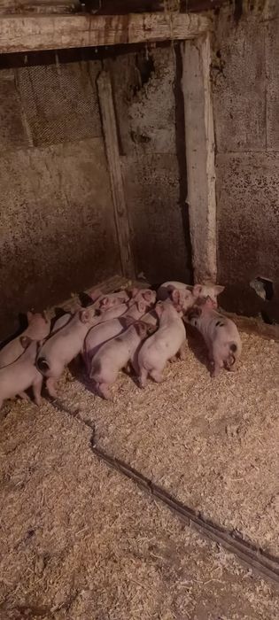 Куры поросята с доставкой