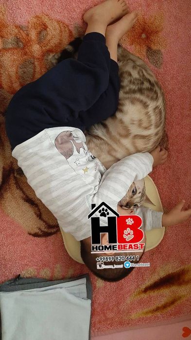 Клубные бенгальские котята шоу класса