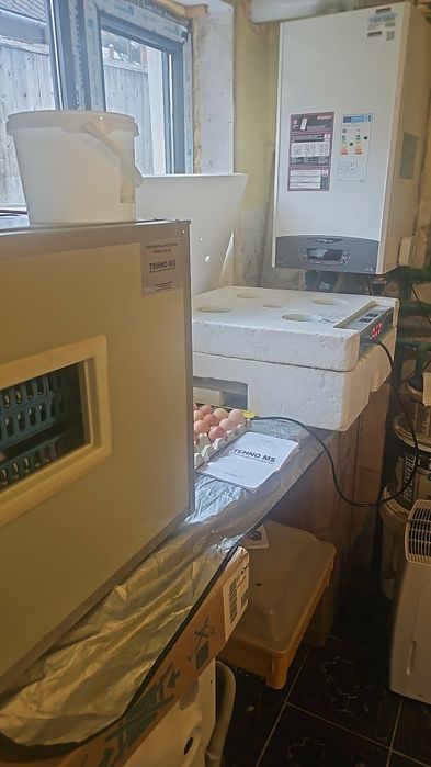 Incubator,clocitoare tehno ms256