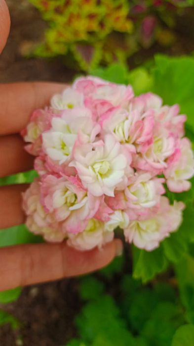 Продам герани разные