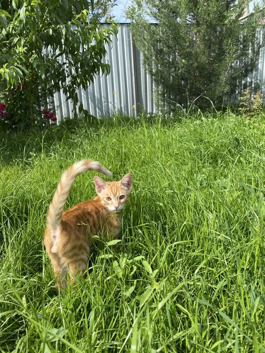 Котенок рыжий мальчик