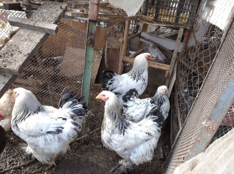 Продам петухов и кур