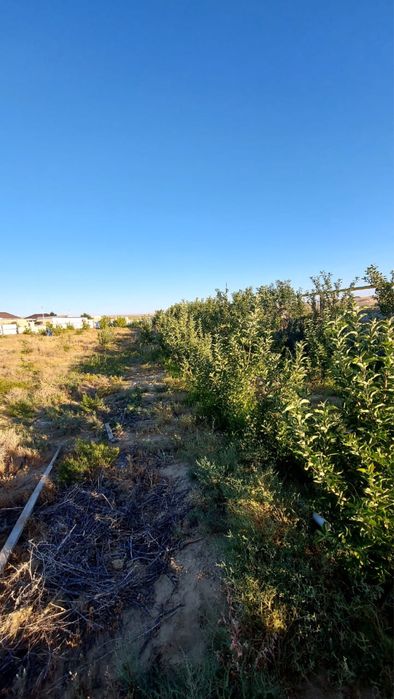 Бакша сенек ауылында 2000м2 0,2гектар