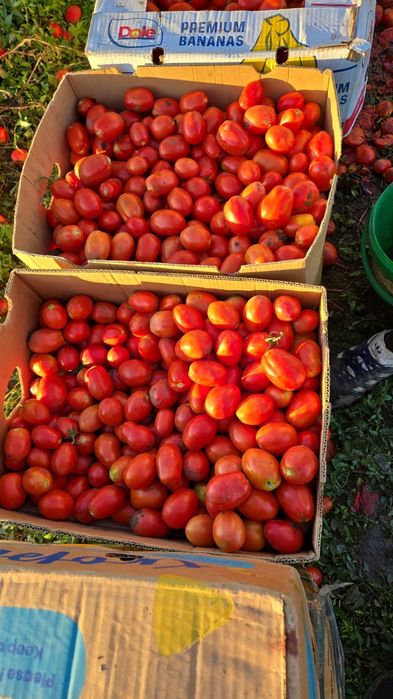 Rosii prunisoara HEINZ si gogosar BIHAR