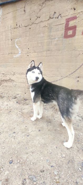 Продаётся собака хаски