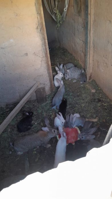 кролики продаются домашние