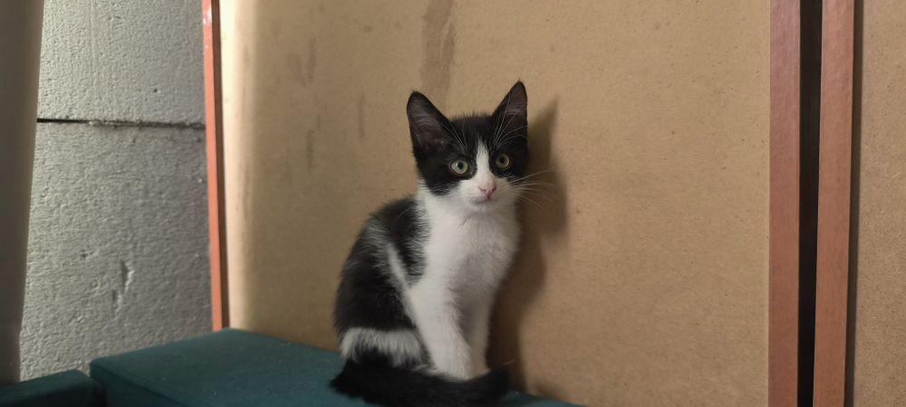 Два домашних котенка