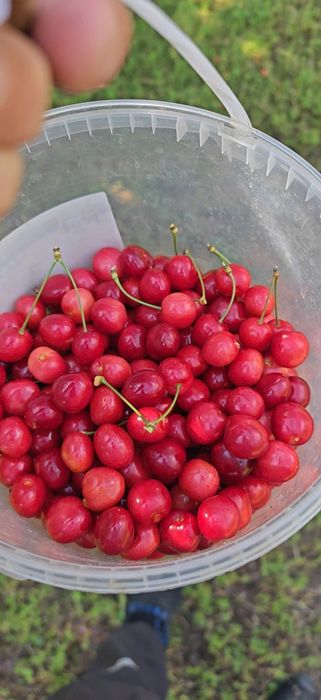 Cireșe Bio de Mai 25 Ron/kg
