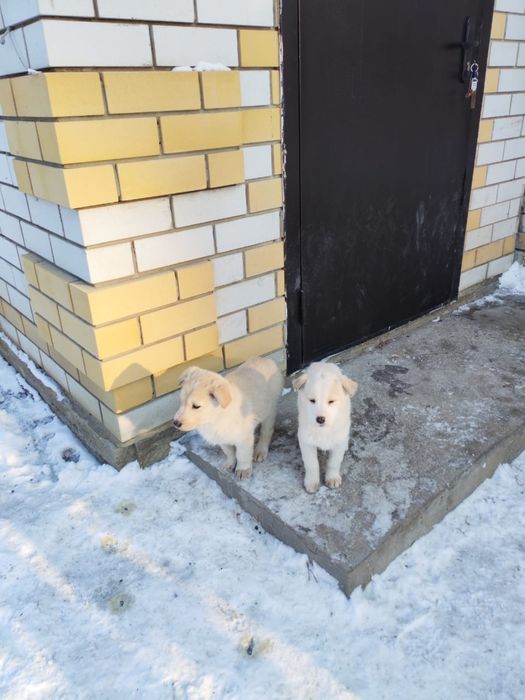 Отдам щенков в хорошие руки.