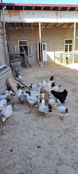 Адлер Серебристий Хороз Сотилади