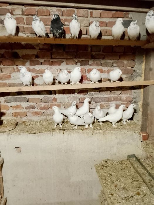 Продавам Гълъби Кинчеси