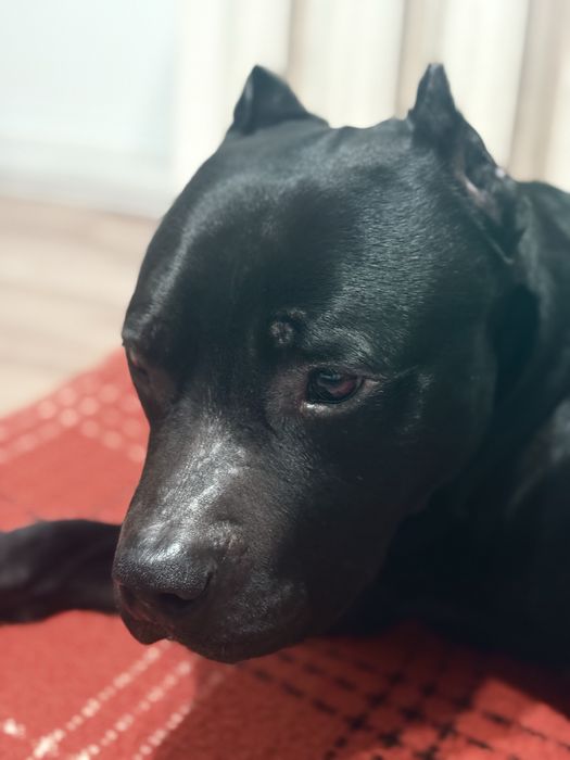 Продам питбуля в добрые руки