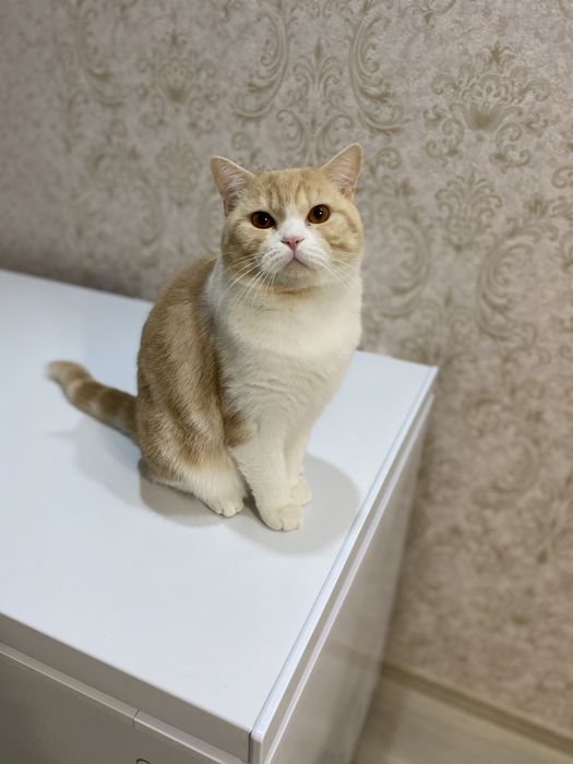 Кот рыжий, красивый, чистоплотный, умный, добрый.