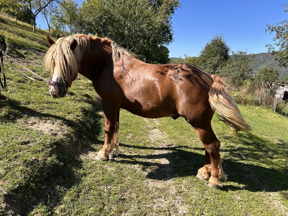 Armasar de 4 ani de vanzare,linia miuțescu sau schimb cu diverse