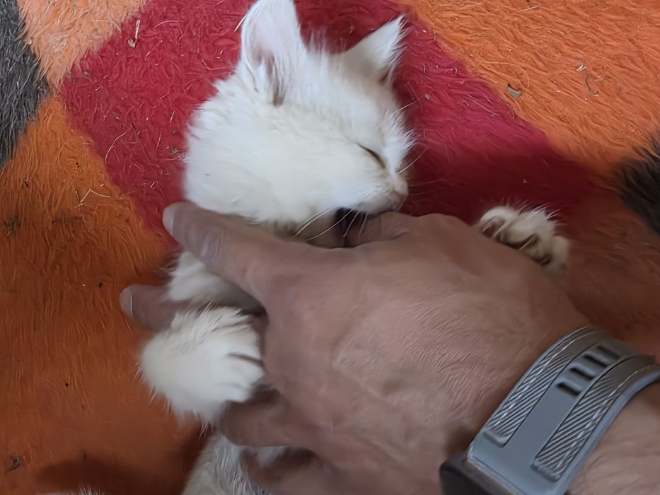 Коте на 2 месеца  Турска ангорска