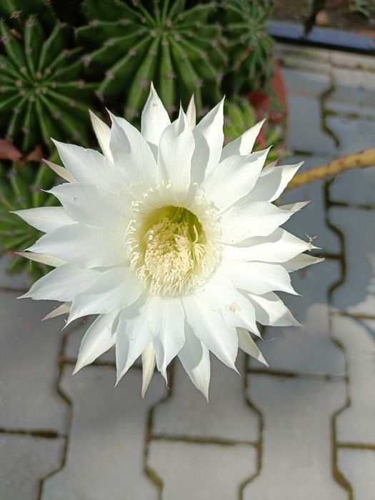 Vand PLANTA CACTUS cu flori