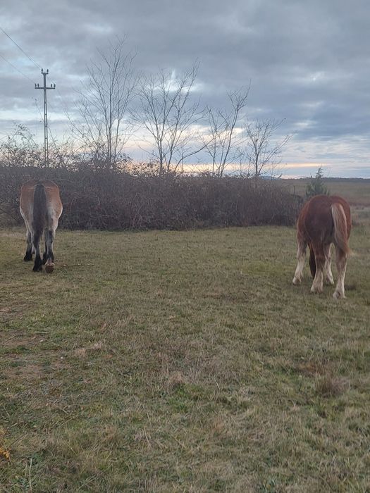 Se vand, manza sarga si murga .