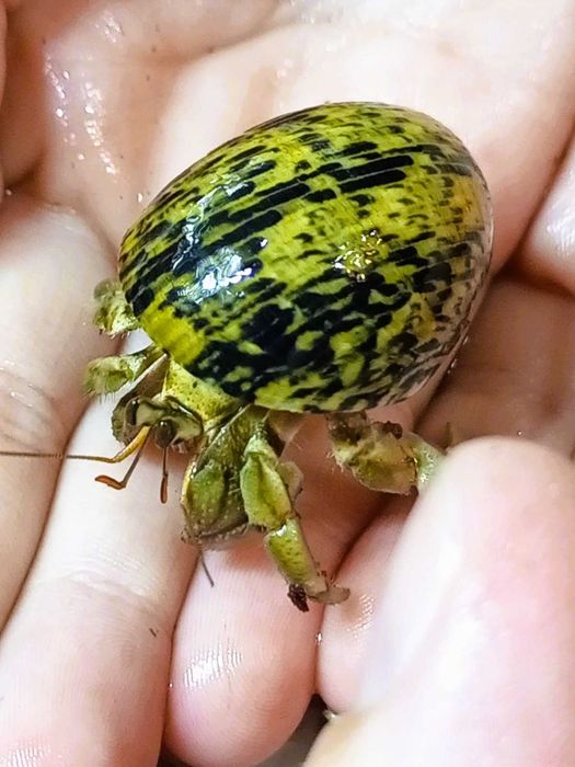 Очаровательные раки-отшельники