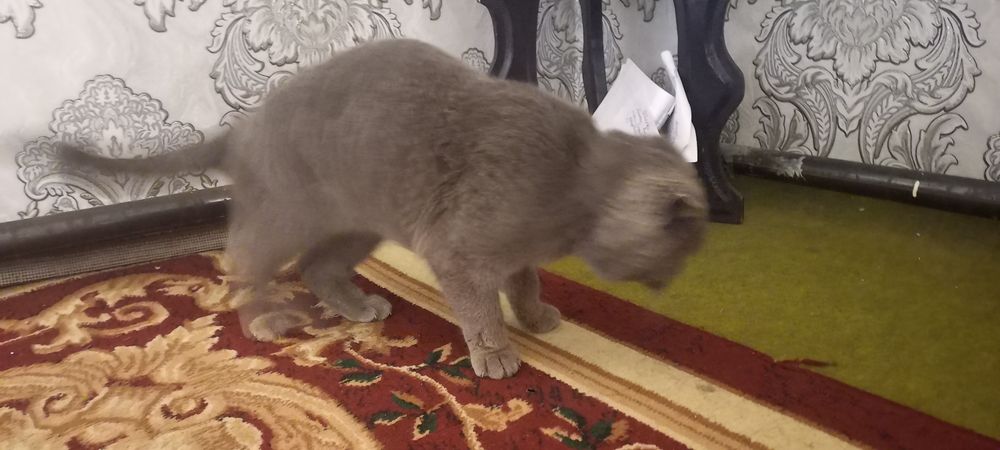 Scottish Fold  shoklandiya qiyshiq quloq mushugi