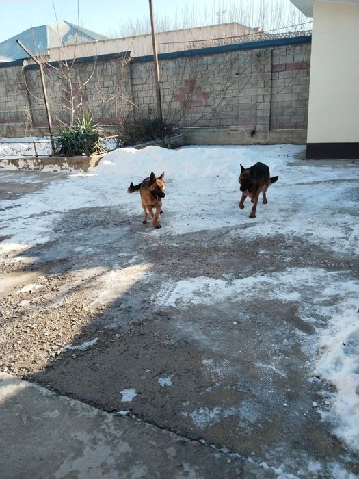 Собаки немецкой породы