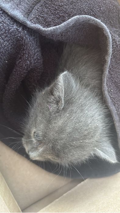 Котёнок ищет дом! В добрые руки!