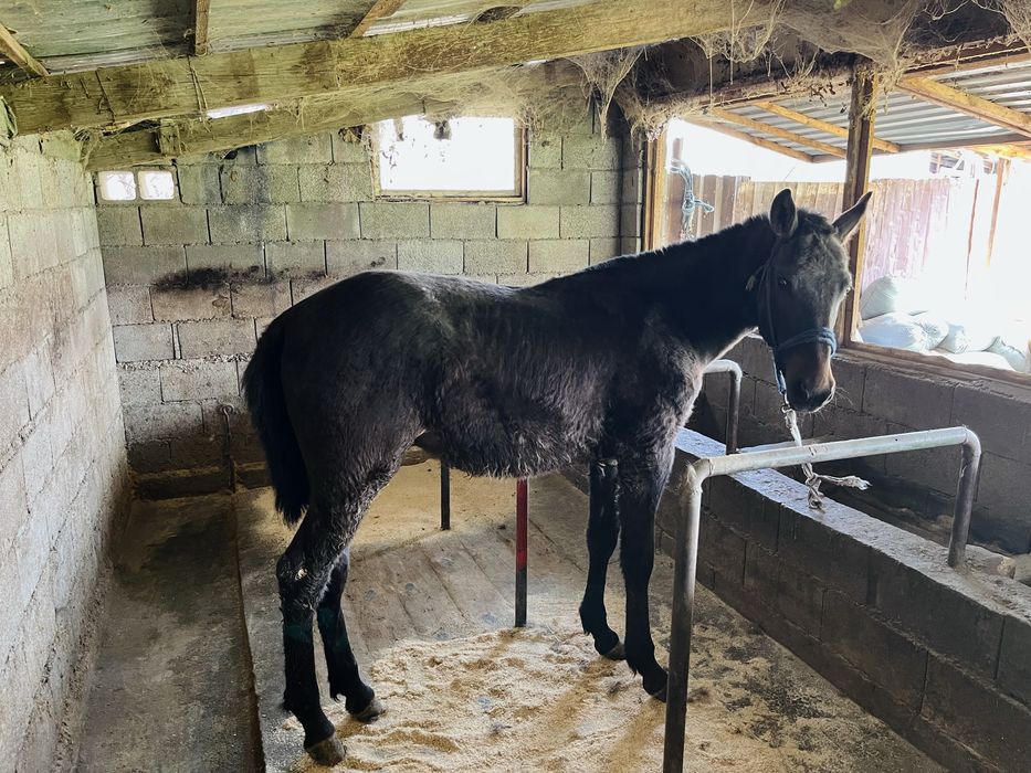 тай,жабагы, жеребчики