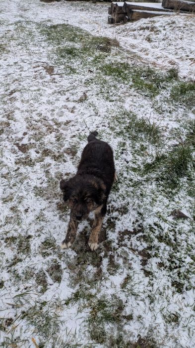 Подаряваме кученце