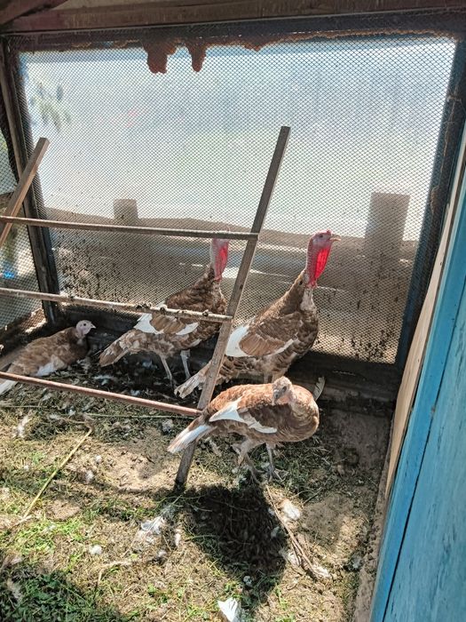 Продам индюков домашних